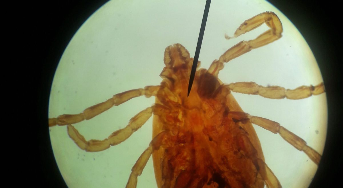 Rising Tick-Borne Disease in Canada May Cause Heart Inflammation Symptoms & Prevention